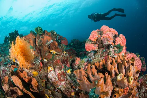 Diving di Ambon (foto: fenkieandreas, Shutterstock)