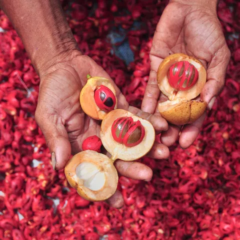 Kepulauan rempah-rempah: Pala dan cengkah membuat Ambon terkenal di abad ke-17 (foto: Raiyani Muharramah,Shutterstock)